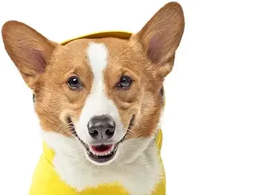 The ultimate dog raincoat