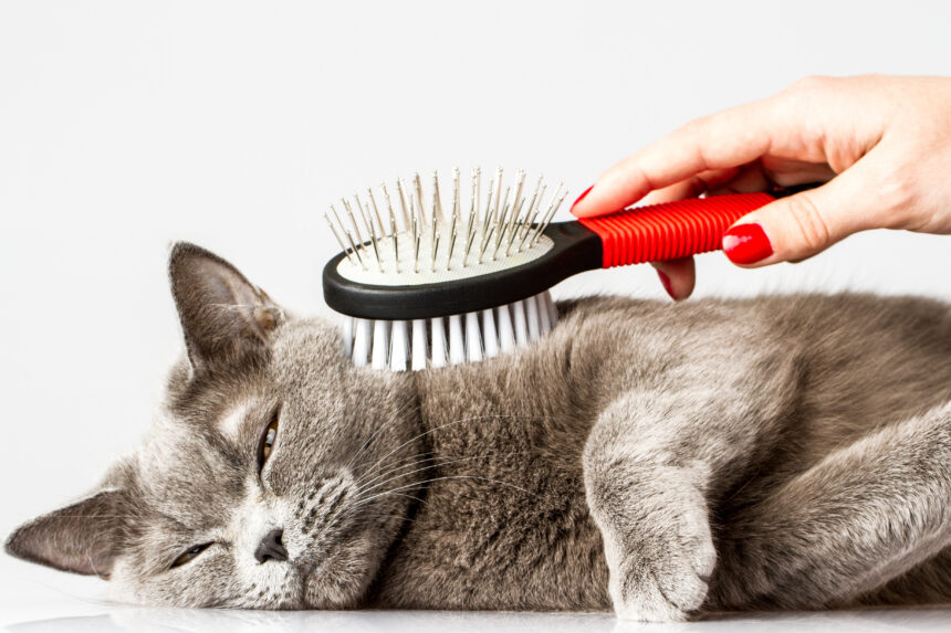The best cat brushes that cater to different needs and fur types