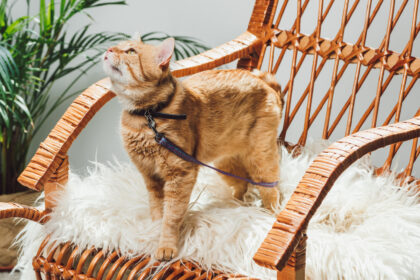 cute domestic ginger cat with leash standing on rocking chair in living room