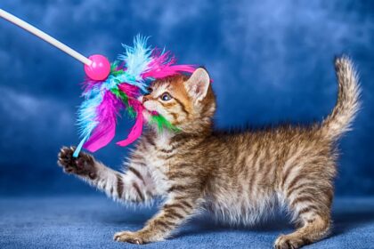 Tips for Engaged Playtime for your cat