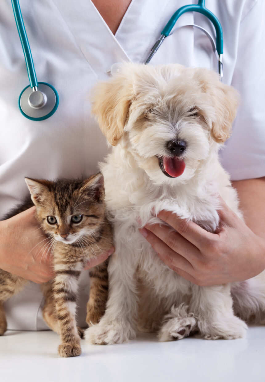 Learn about the science behind GIPT, its benefits, and the breakthroughs it's making in veterinary medicine.