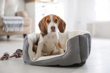 cute beagle puppy dog-bed home