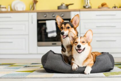 cute corgi dogs pet bed kitchen