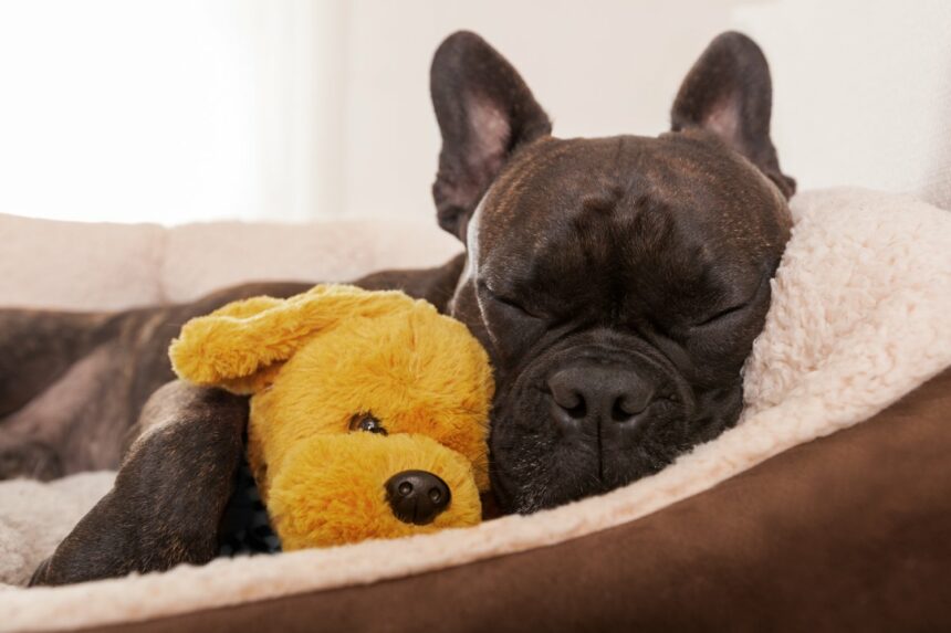 french bulldog dog having sleeping relaxing