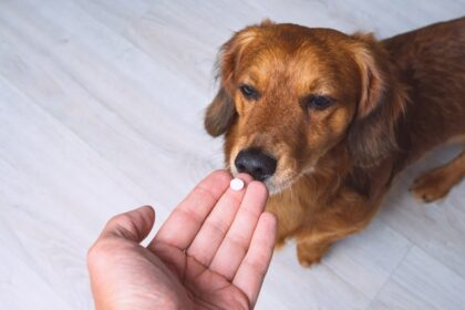 owner giving medicine pill tablet his