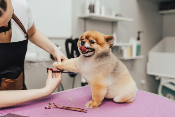 professional groomer cutting pomeranian dogs fur