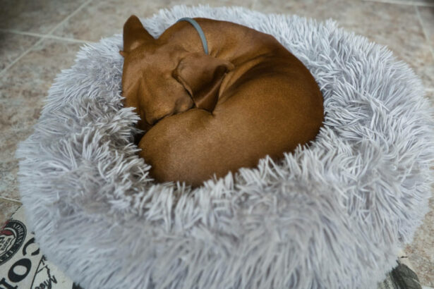 redhaired dachshund resting grey bed sleeping