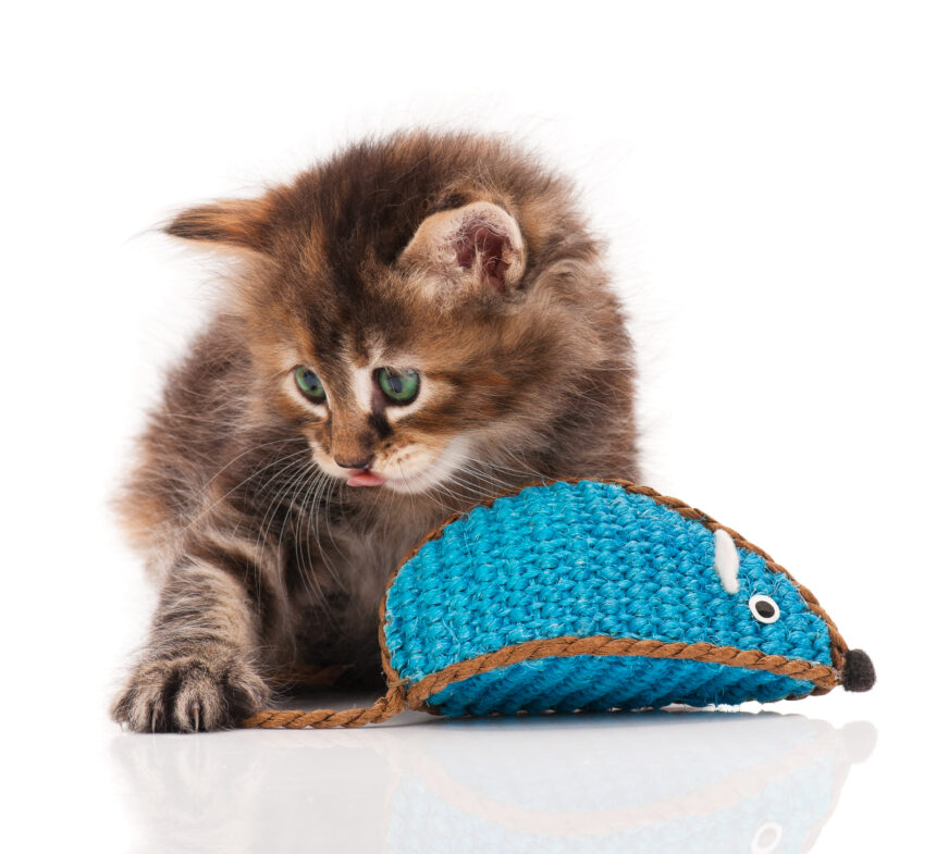 These nifty little toys can breathe new life into your cat's favourite game, ensuring endless fun and mental stimulation.