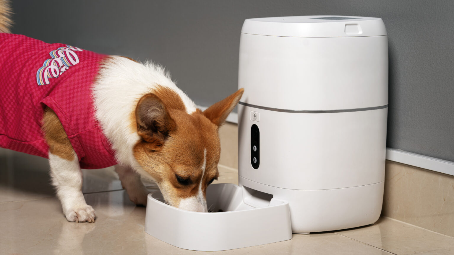 the best dog bowl feeder for your furry friend