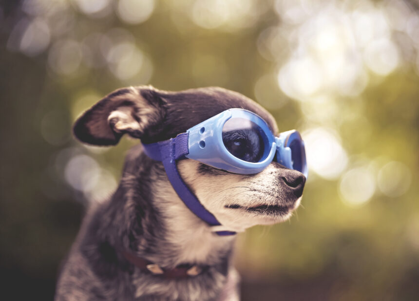 Dog goggles are the perfect solution for keeping your pup's peepers safe from UV rays, debris, and the elements.