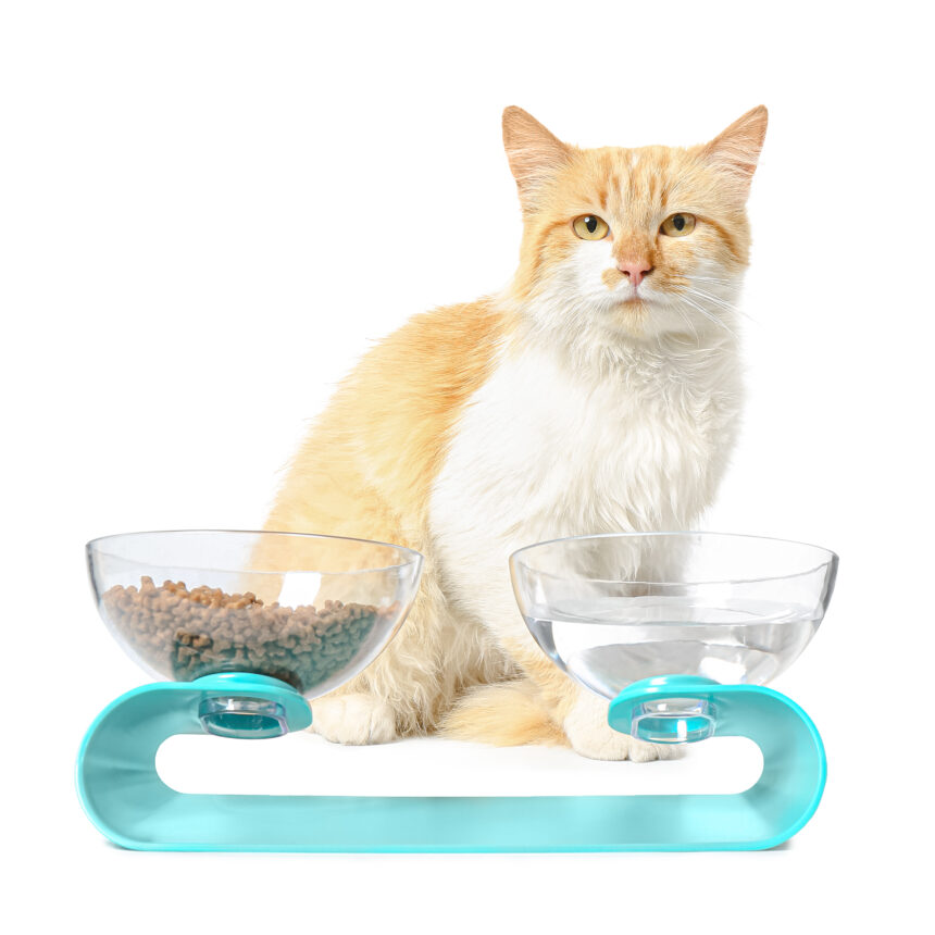 When it comes to your cat's feeding setup, elevated cat bowls offer distinct advantages that can lead to a healthier and more comfortable dining experience for your furry friend.