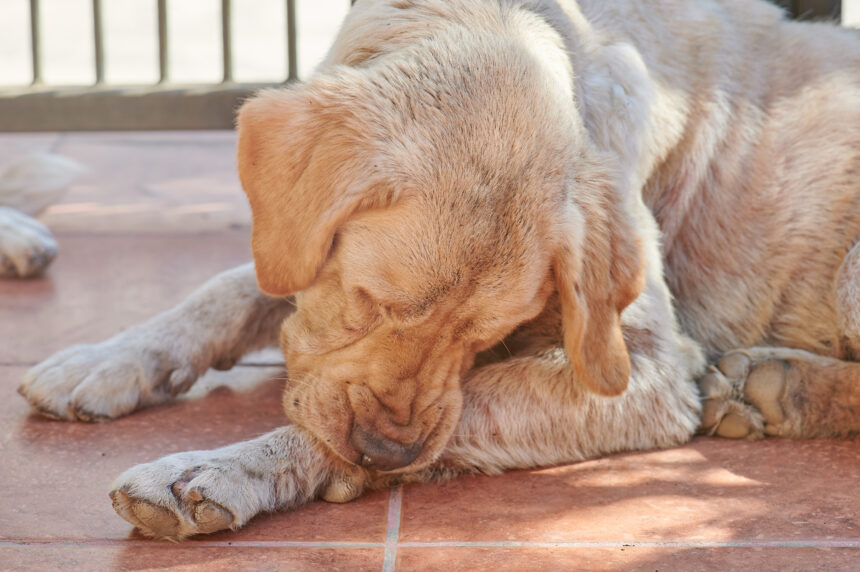 When your pet is struggling with skin conditions, veterinary formula antiseptic antifungal medicated treatments offer a host of benefits to get them back to their playful, comfortable self.