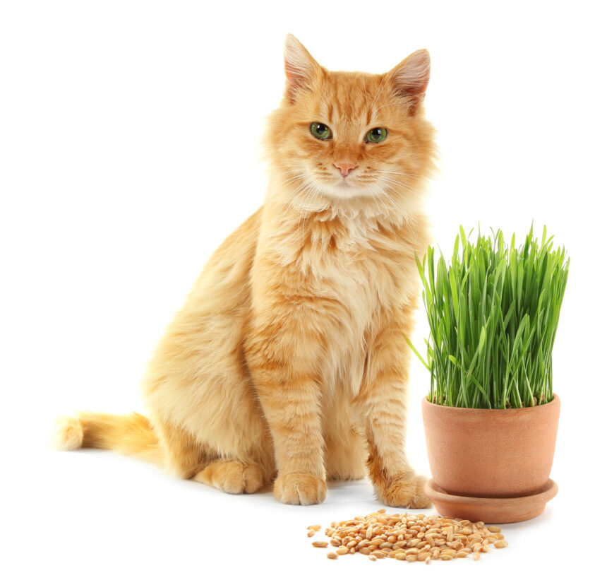 The benefits of cat grass for your pet, how to grow it from seeds, and tips to ensure it thrives.