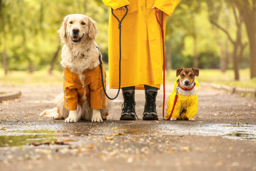 When the skies turn grey and the rain starts to pour, a pet raincoat can be your sidekick's best defence against the elements.