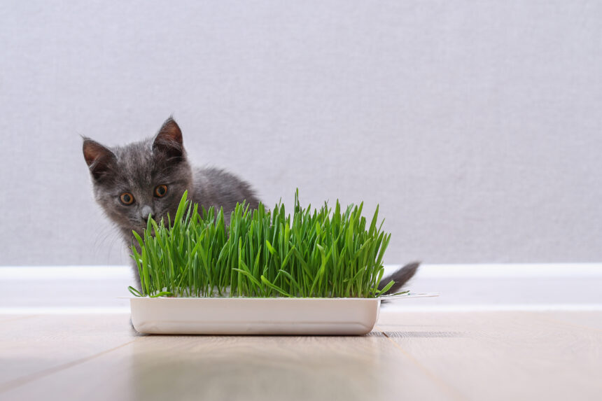 A small gray kitten eats green grass to breed fur.